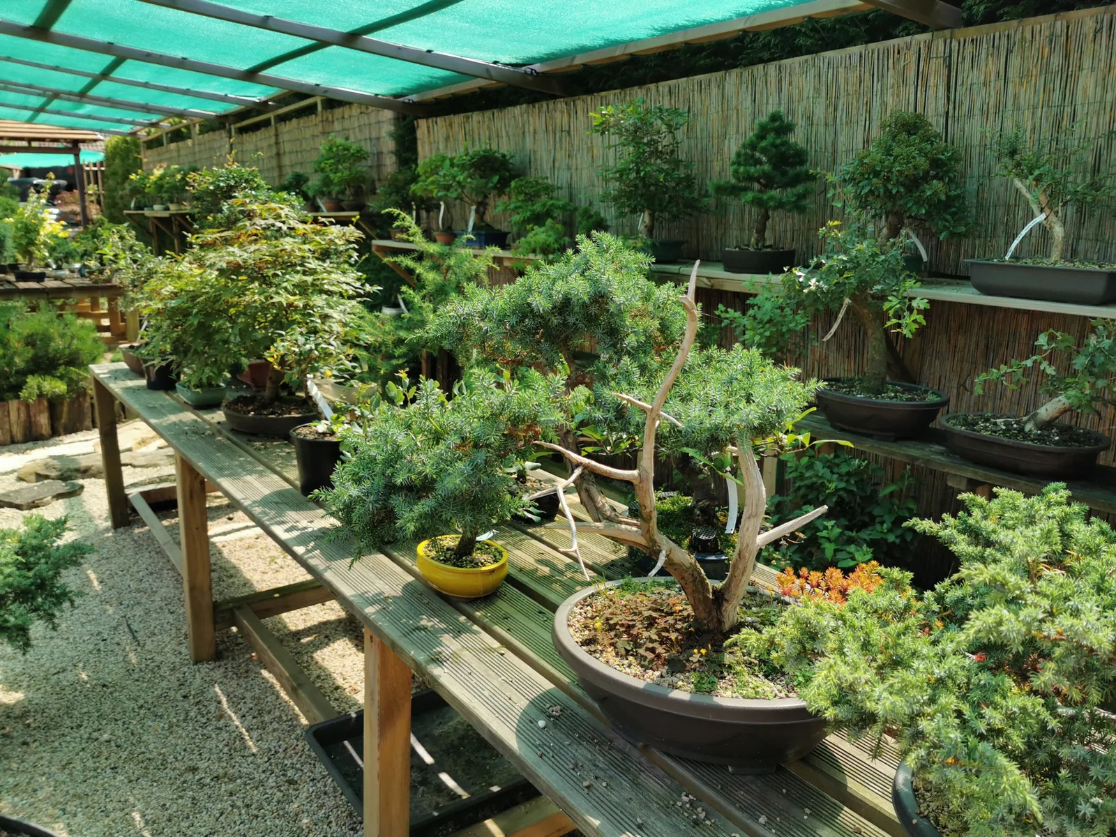 le jardin de Moji
