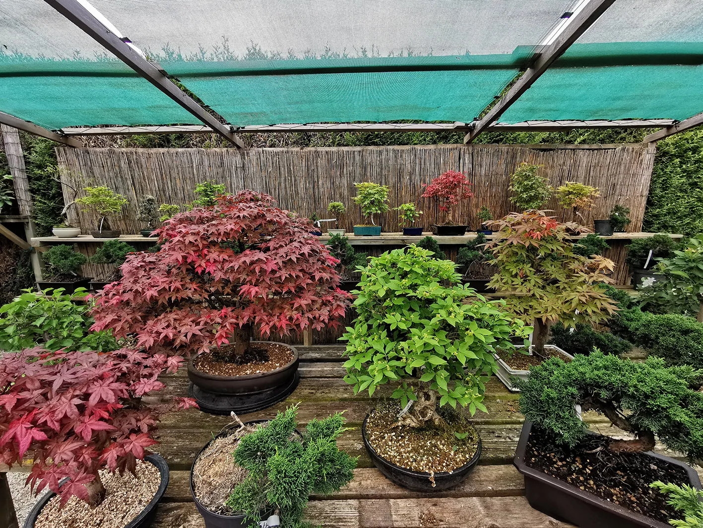 le jardin de Moji 7
