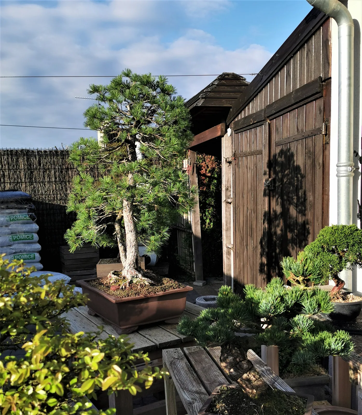 le jardin de Moji 4